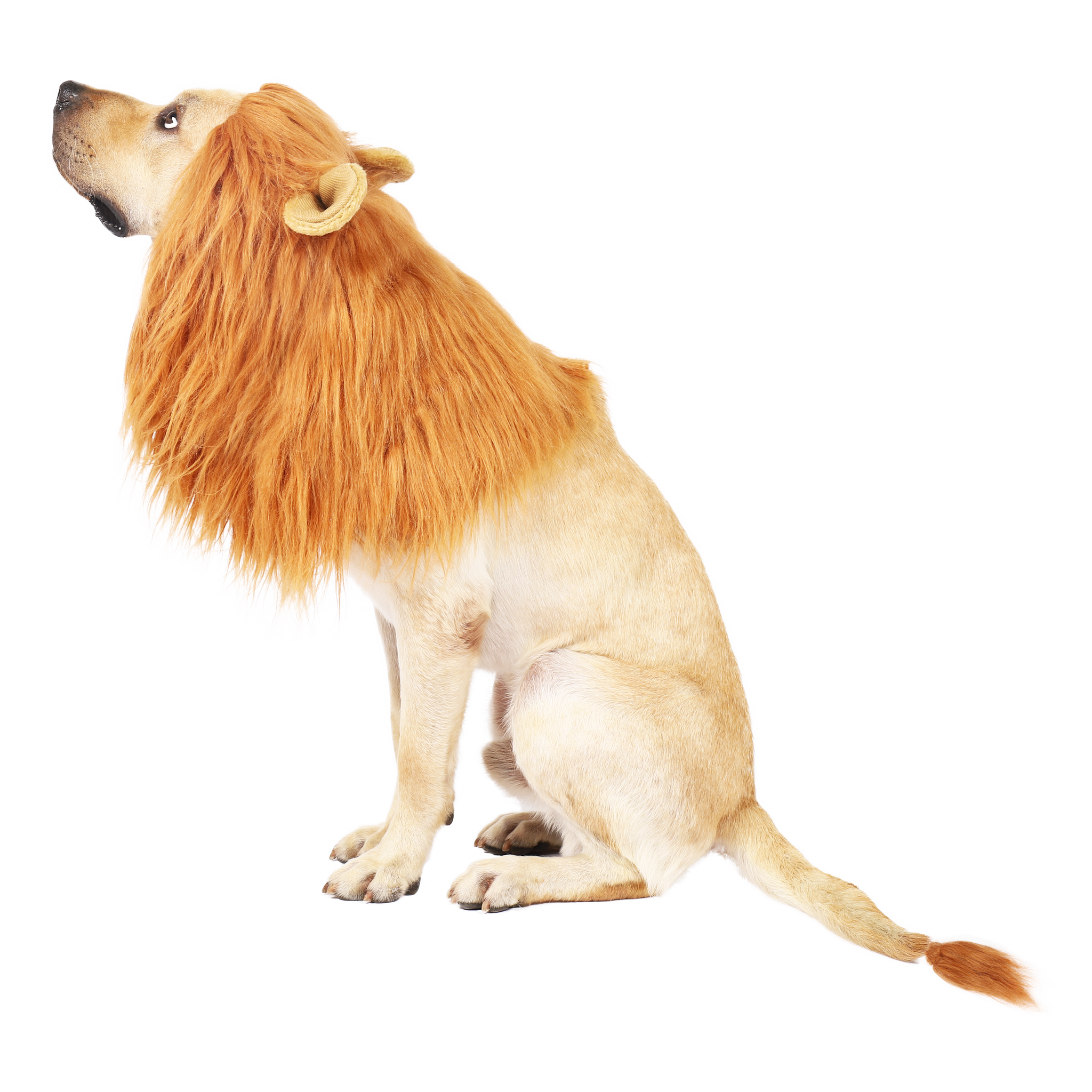 lion costumes for dogs