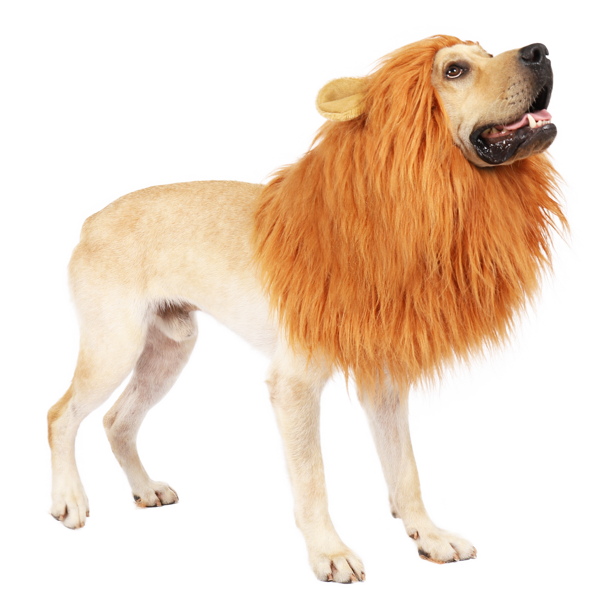 Pet Dog Lion Mane Costume | Spooktacular Creations