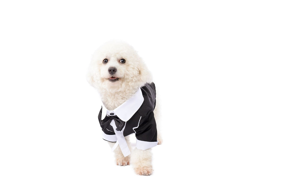 Business Suit Pet Costume- SPOOKTACULAR | Spooktacular Creations